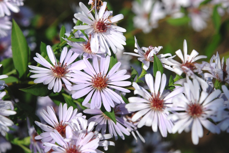 Symphyotrichum novi-belgii  (= Aster novi-belgii)